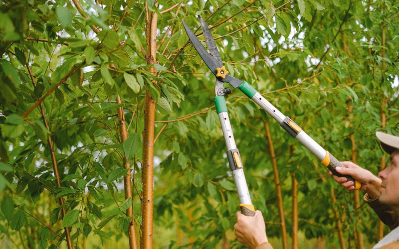 Tree trimming in Brandy Station, VA