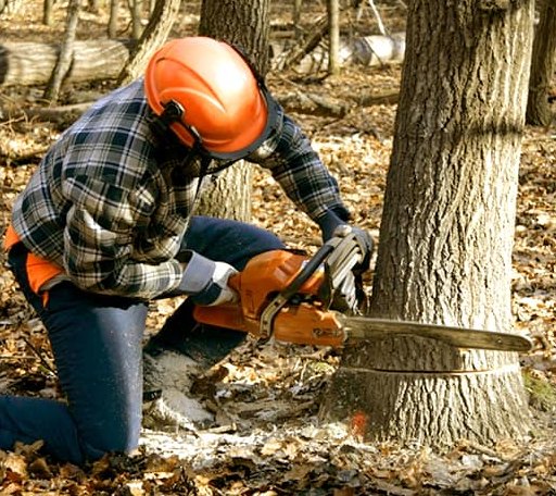 Tree Removal in Brandy Station, VA